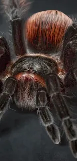 Close-up image of a vibrant tarantula with orange and black colors on a dark background.