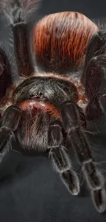 Close-up image of a vibrant tarantula on a dark background.