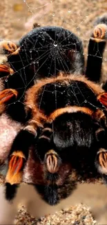 Close-up of a vibrant tarantula on a rock with intricate details.