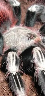 Close-up image of a tarantula on dirt showcasing its intricate details.