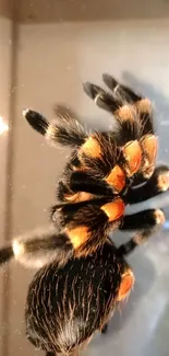 Vibrant black and orange tarantula on glass surface.