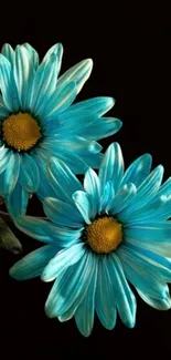 Teal flowers on a dark background, vibrant floral wallpaper.