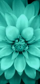 Teal flower wallpaper with detailed petals in a vibrant floral design.