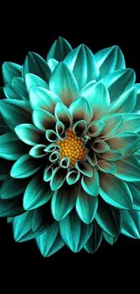 Teal flower on black background, vibrant mobile wallpaper.