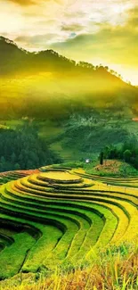 Lush green terraced rice fields with a golden sky.