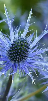 Close-up of a vibrant blue thistle flower with spiky petals.