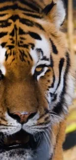 Close-up wallpaper of a majestic tiger's face with vibrant orange tones.