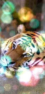 Tiger lies with colorful bokeh effects creating a dreamy wallpaper.