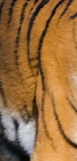 Close-up of vibrant tiger fur pattern with bold stripes.