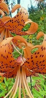 Vibrant orange tiger lily with spotted petals.