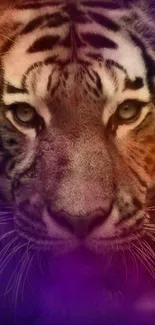 Vibrant purple-toned tiger face wallpaper.