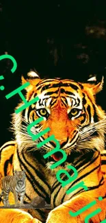 Vibrant tiger with bold stripes on a dark background.