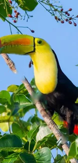 Colorful toucan in lush green jungle.