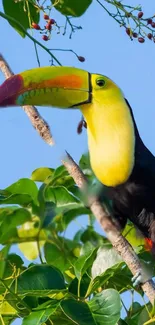 A vibrant toucan perched in lush green foliage.