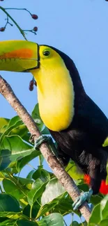 A vibrant toucan perched on a tree branch amidst lush green leaves.