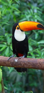 Vibrant toucan perched in lush green jungle setting.