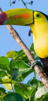 Colorful toucan perched on a branch amidst green leaves.