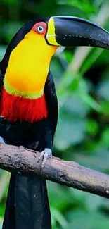 Colorful toucan perched on a branch in a lush green setting.