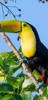 Vibrant toucan perched on a tree branch with lush green foliage.