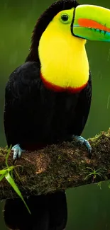 Colorful toucan bird perched on a mossy branch in a lush green rainforest.