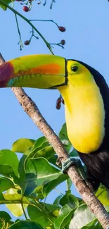 Colorful toucan perched on a lush green branch in a scenic view.