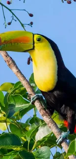 Vibrant toucan perched on a lush green branch.