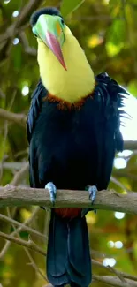 Colorful toucan on branch with green background.