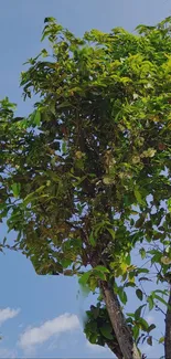 Tree with green leaves against a bright blue sky.