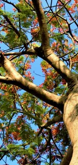 Perspective view of tree branches against blue sky.