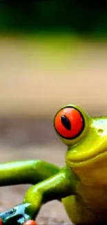 Close-up of a vibrant tree frog with striking colors on a mobile wallpaper background.