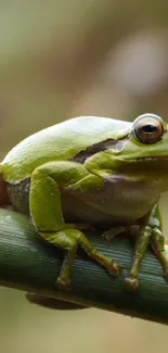 Bright green tree frog perched on bamboo stalk in this mobile wallpaper.