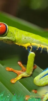 Vibrant tree frog on green leaves background wallpaper.