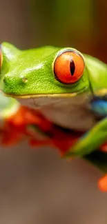 Vivid green tree frog with red eyes on a branch, perfect wildlife wallpaper.