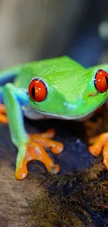 A vibrant green tree frog with red eyes and orange feet on a forest background.