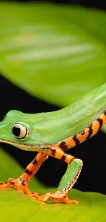 Vibrant green tree frog on lush leaf background.