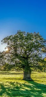 Vibrant wallpaper of a sunlit tree in a green meadow with blue sky.