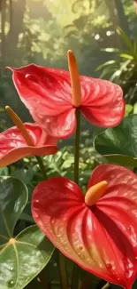 Vibrant red anthurium flowers with green leaves in a tropical setting.