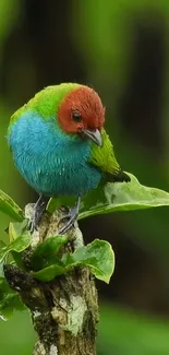 Colorful tropical bird on green leaves with blurred background.