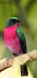 A vibrant tropical bird with pink and green feathers perched on a branch.