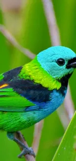 Vibrant tropical bird with colorful plumage on green background.