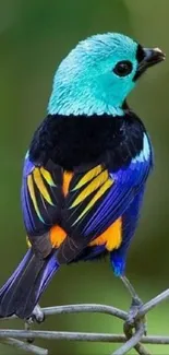 Vibrant tropical bird perched on branch with green background.