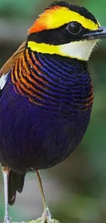 Vibrant tropical bird with colorful plumage in a natural setting.