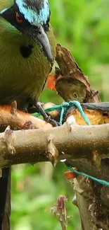 A vibrant green tropical bird perched on a branch.