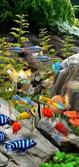 Colorful tropical fish swimming in a vibrant aquarium setting.