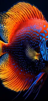 A vibrant tropical fish with colorful scales on a dark background.