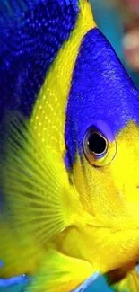 Close-up of a vibrant yellow and blue tropical fish.