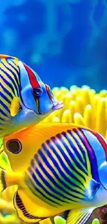 Two vibrant tropical fish swimming near coral.