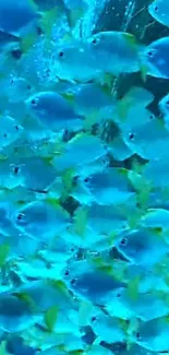 Blue tropical fish swim in vibrant ocean wallpaper.