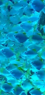 Vibrant school of tropical fish swimming underwater in blue hues.