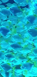 A vibrant school of tropical fish swimming underwater.